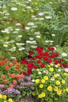 Planting with Zinnia elegans, summer August