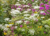 Planting with Ammi and Silene, summer July
