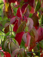 Cornus nuttallii Ascona - Western dogwood leaves in early Autumn