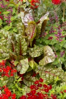Planting with Swiss Chard, summer July