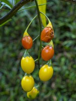 Solanum rantonnetii - Blue Potato Bush fruits