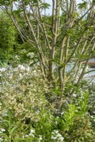 Sorbus commixta 'Dodong' underplanted with white flowering plants including The Cancer Research UK Legacy Garden, RHS Malvern Spring Festival 2022
