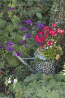Watering can used as planter with pelargoniums and lobelia