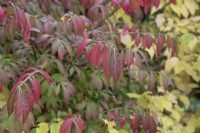 Euonymus alatus leaves turning red