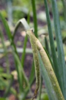 Downy mildew - Peronospora destructor in Onions - Allium cepa
