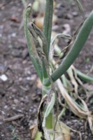 Onion - Allium cultivar showing bad infection with Downy Mildew - Peronospora destructor