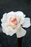 Rosa 'Ophelia' - Bush Rose