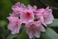 Rhododendron Laudauric x Aladdin