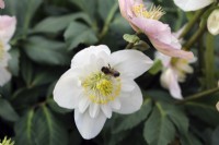 Helleborus 'Snowdrift' with an early honeybee Apis mellifera