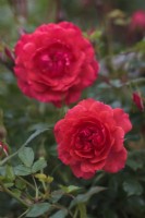 Rosa Raspberry Royale