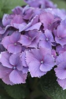Hydrangea macrophylla 'Cabaret Blue' - RoCo 'Cabaret Blue'