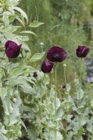 Papaver somniferum 'Dark Plum' - Opium poppy 'Dark Plum'