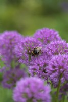 Bumble bee on Allium 'Millenium'