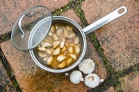 Making garlic water to douse spring bulbs and prevent pest damage 