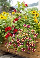 Plant container with annuals, summer July