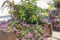 Plant container with annuals and Senna, summer  August