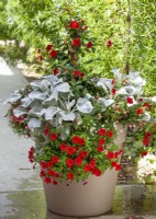 Plant container with annuals, summer August