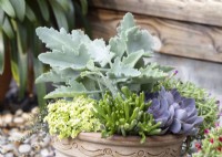 Plant container with succulents, summer August