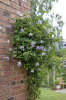 Clematis 'Betty Corning' in June