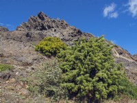 Juniperus oxycedrus - Cade Juniper - growing in rocky habitat Eastern Spain 