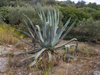 Agave americana   growing wild on the East coast of Spain