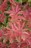 Pieris japonica foliage