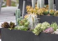 Succulent and cacti mix in plant container, summer July