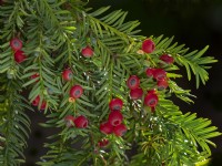 Yew Berries Taxus baccata 