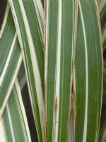 Carex brunnea 'Variegata'   October