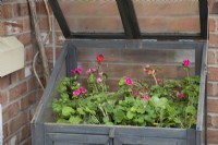 Small greenhouse with geraniums put away for winter
