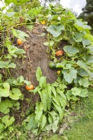 Pumpkins and squash growing in a compost mound at Great Dixter