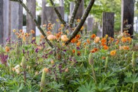 Multi-stem tree underplanted with Geum 'Totally Tangerine', Geranium phaeum and Lupins - The Vitamin G Garden, RHS Malvern Spring Festival 2022