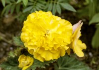 Begonia x tuberhybrida Nonstop Yellow, summer August