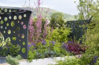 Pink flowering Cercis siliquastrum - The Cancer Research UK Legacy Garden, RHS Malvern Spring Festival 2022