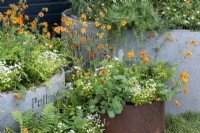 Concrete and rusted metal containers planted with Geum 'Totally Tangerine'The Vitamin G Garden, RHS Malvern Spring Festival 2022