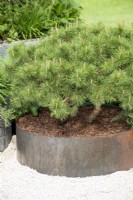 Pinus mugo in a metal container - The Vitamin G Garden, RHS Malvern Spring Festival 2022
