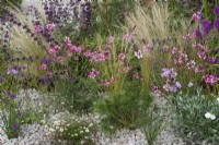 In a gravel garden, a planting combination of Stipa tenuissima, Gaura lindheimeri, fleabane, betony, Verbena rigida and Convolvulus cneorum.