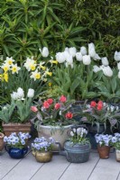 Assorted pots and kettles planted with white Tulipa 'Diana', red Greigii tulips, Narcissus 'Smiling Sun, grape hyacinths and Viola 'Sorbet Marina'.