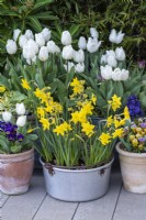 An aluminium preserving pan is planted with Narcissus 'Sweetness', in front of pots of Tulipa 'Diana'.