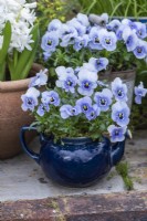 A blue ceramic teapot planted with Viola 'Sorbet Marina'.