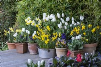 Pots of white Tulipa 'Diana', Narcissus 'Smiling Sun' and 'Jetfire', whilst an aluminium preserving pan is planted with Narcissus 'Sweetness'.