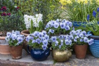Pots and teapots planted with Viola 'Sorbet Marina'.