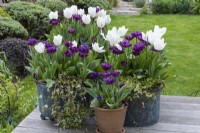 'White Dream' tulips mixed with maroon 'Alison Bradley' tulips, in vintage copper  pots.