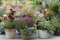 Left: Clematis 'Nubia', a compact clematis with its roots shaded by nemesias and lobelia. Middle: Heuchera 'Silver Gumdrop', coral bells, in terracotta pot with Nemesia 'Framboise' and white bacopa. Right: Nemesia 'Amelie' with lilac, ivy-leaf pelargonium.