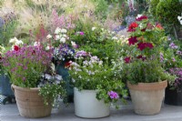 Right pot: Clematis 'Nubia', a compact clematis with its roots shaded by nemesias and lobelia. Centre: Nemesia 'Amelie' with lilac, ivy-leaf pelargonium. Left: Heuchera 'Silver Gumdrop', coral bells, with Nemesia 'Framboise' and white bacopa.