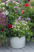 Nemesia 'Amelie' with red and lilac ivy-leaf pelargoniums.