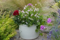 Nemesia 'Amelie' with red and lilac, ivy-leaf pelargoniums.