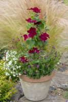 Clematis 'Nubia', a compact clematis that thrives in containers, its roots shaded by nemesias and lobelia.