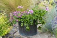 A copper pot planted with lilac ivy-leaf pelargonium and pink bacopa.