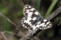Melanargia galathea -  Marbled White butterfly